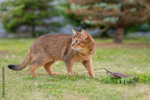 Abyssinian cat hunts a bird in the open air