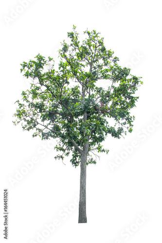 tree isolated on white background.