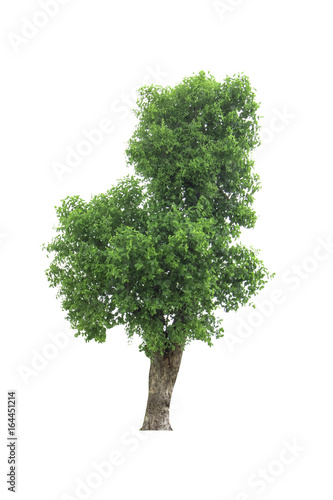 tree isolated on white background.