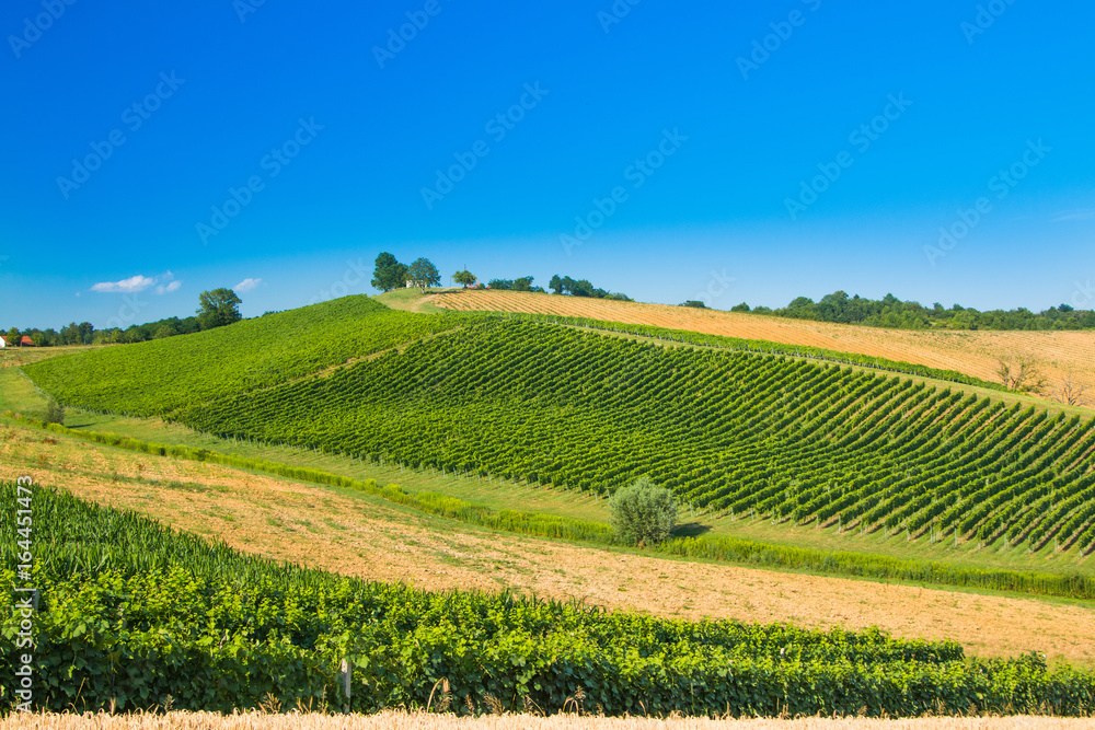     Beautiful green countryside landscape, vineyard in Daruvar region, Croatia 