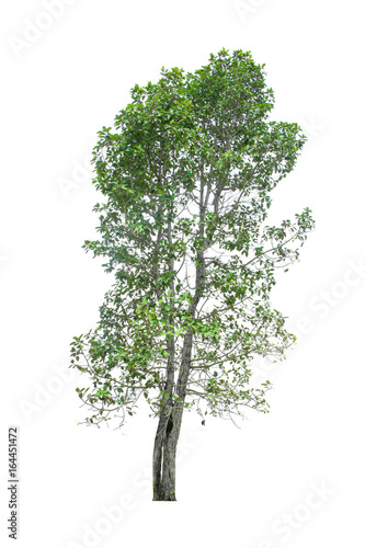 tree isolated on white background.