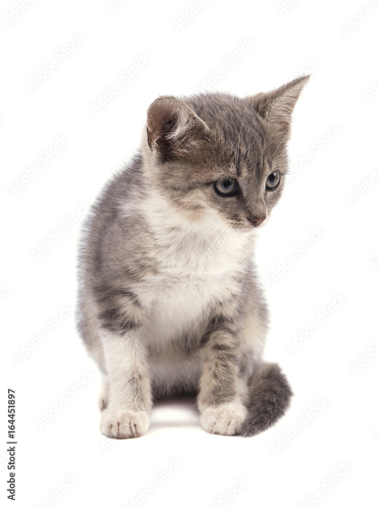 Beautiful small gray kitten isolated on white background