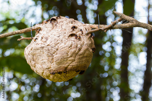 Asian paper wasp with dry branches in thailand,Hornet,Dangerous insect,Carnivore,mandible sharp,Vespaaffinis,wasp net.