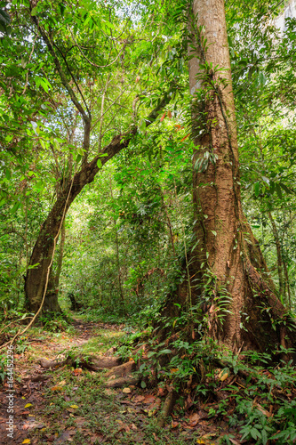 Footpath in rainforest borneo
