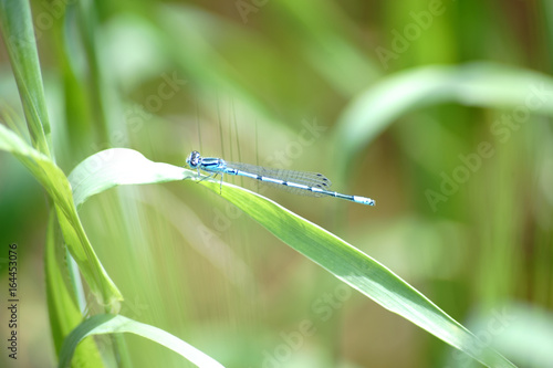 Libellen Makro / Die Nahaufnahme einer blauen Libelle, Hufeisen-Azurjungfer, welche auf dem Blatt einer Getreidepflanze sitzt.
