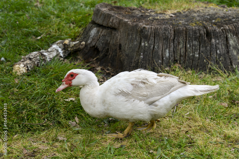 Canard de Barbarie, femelle, Cairina moschata
