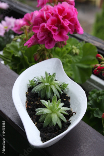 Sempervivum und Geranien
