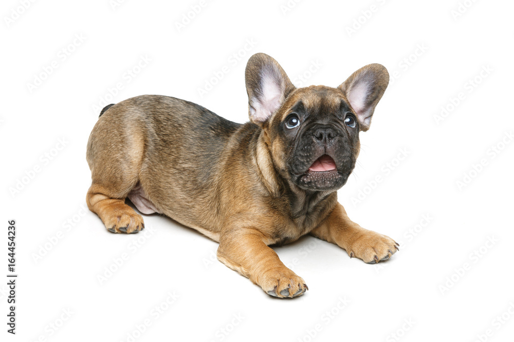 cute french bulldog puppy