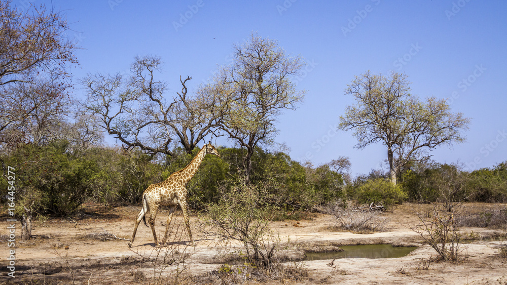 Fototapeta premium Giraffe in Kruger National park, South Africa