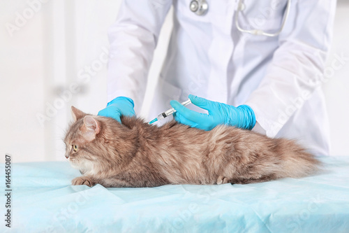 Tablou pe pânză Veterinarian vaccinating cat in light clinic