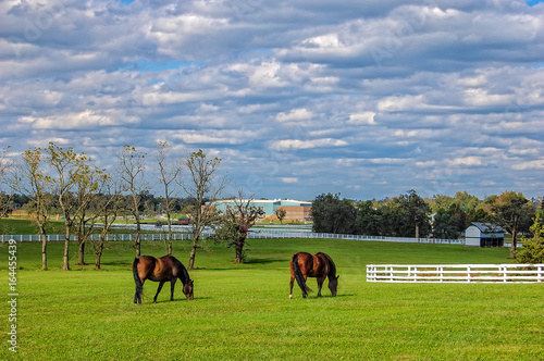 Horse grazing at the Kentucky Horse Park