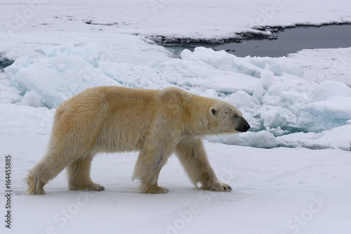 Eisbär in seiner natürlichen Umgebung
