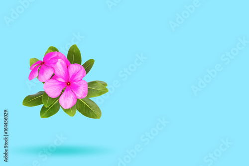 flowers over blue background