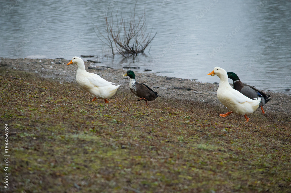 Fototapeta premium Ducks by a pond