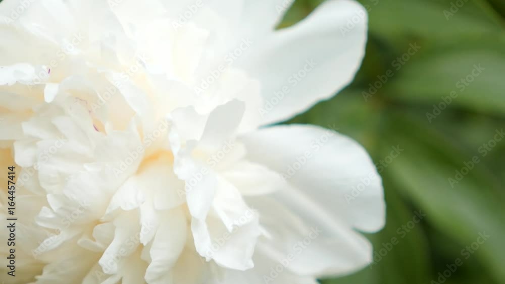 White peony in the summer garden. Flowers close up. Drops of water on the flowers and leaves of peonies. Beautiful flower background, close up. White peony in the summer garden. Flowers close up. Drops of water on the flowers and leaves of peonies. Beautiful flower background, close up.