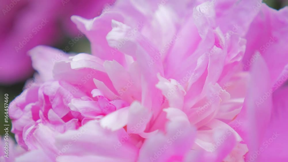 Dark pink peony in the summer garden. Flowers close up. Drops of water on the flowers and leaves of peonies. Beautiful flower background, close up. Dark pink peony in the summer garden. Flowers close up. Drops of water on the flowers and leaves of peonies. Beautiful flower background, close up.