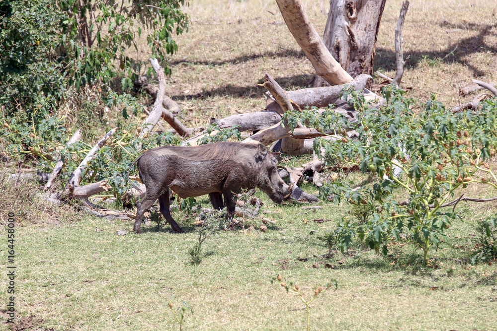 Warthog Warthog