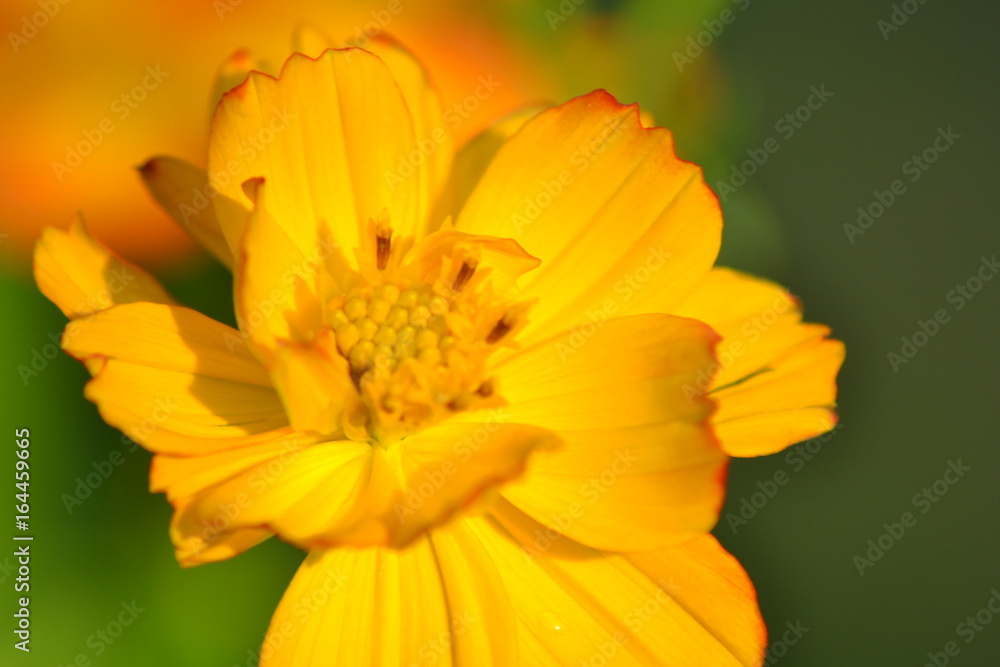 Fleur Jaune Fleur Jaune