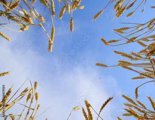 Spikelets of wheat against the blue sky. Mature wheat.