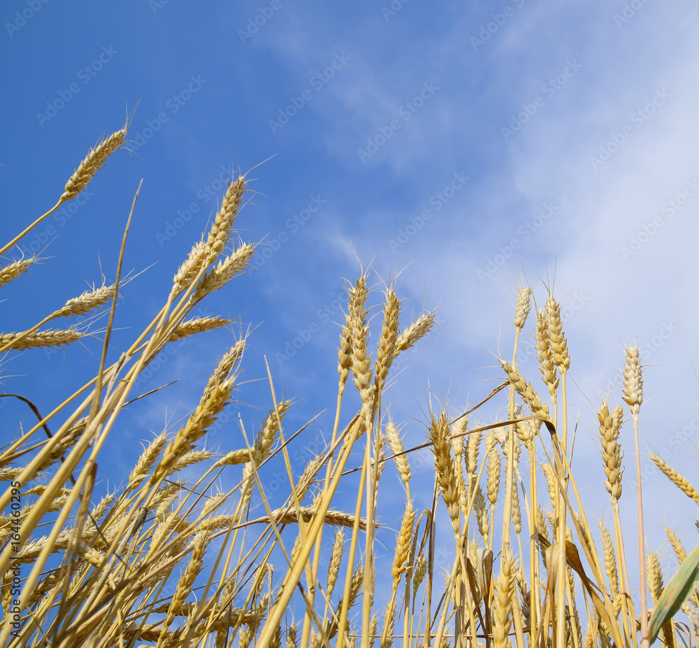 Spikelets of wheat against the blue sky. Mature wheat. Spikelets of wheat against the blue sky. Mature wheat.