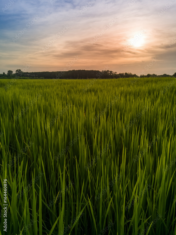 The beautiful green rice fields and sunrise