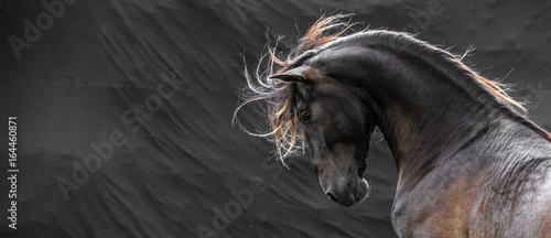 Wild stallion with mane flying portrait head on black