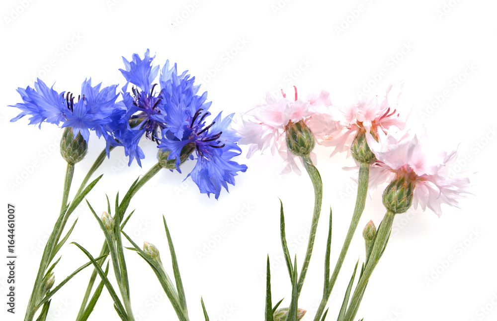 Pink and blue flowers of a cornflower on a white background Pink and blue flowers of a cornflower on a white background