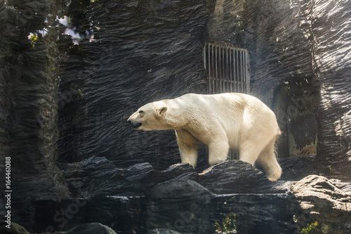 portrait of large white bear photo