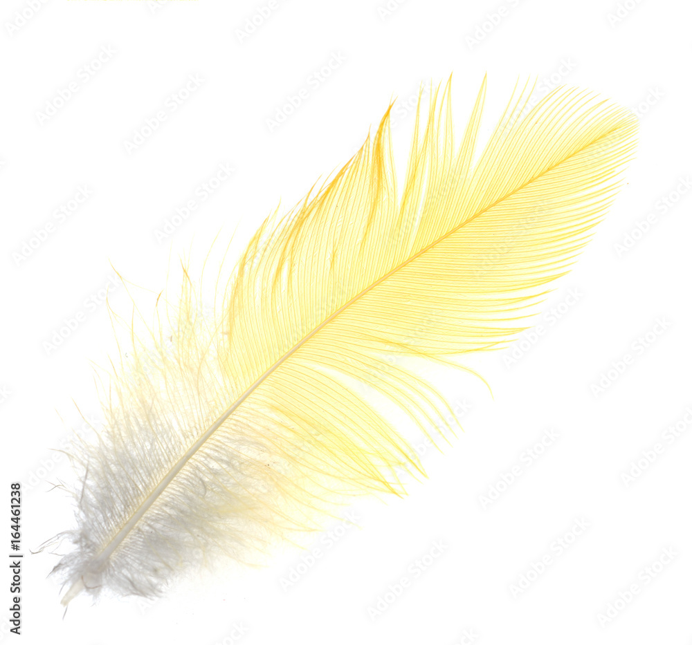Obraz premium Żółte pióro na białym tle