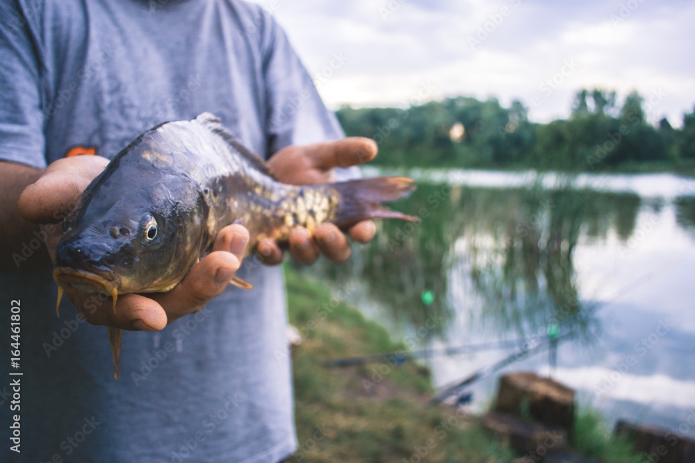The fisherman is holding a catch - a large carp. The fisherman is holding a catch - a large carp.