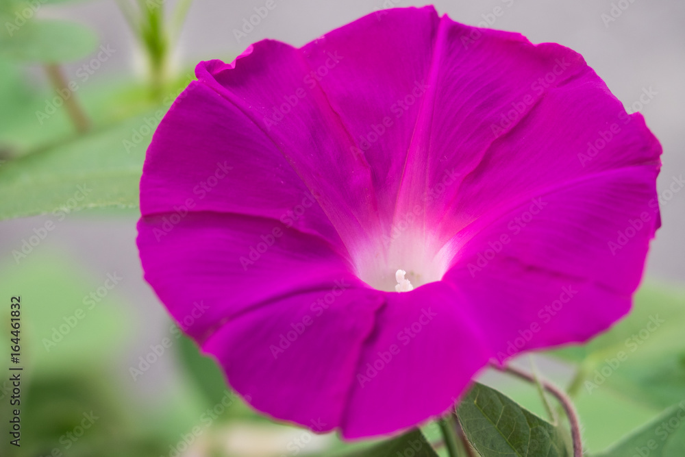 Naklejka premium アサガオ