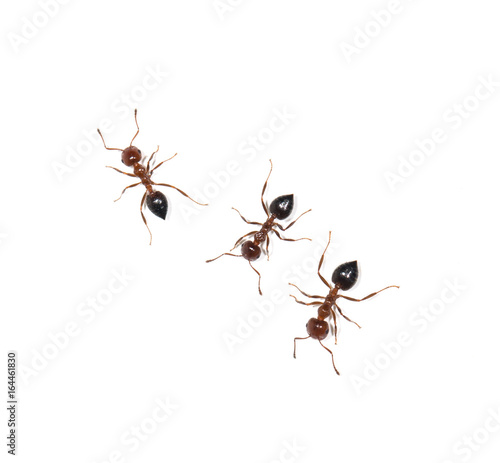 Ants on white background © studybos