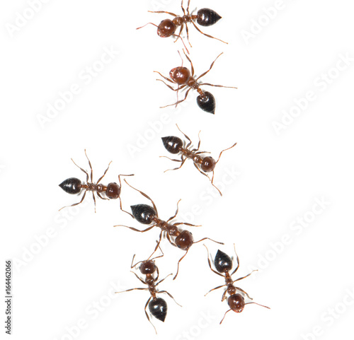 Ants on white background