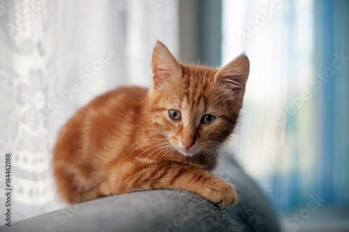  ginger small cute kitten.