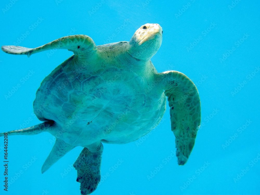 Obraz premium ウミガメ