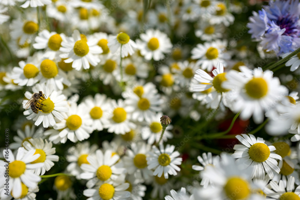 Obraz premium Echte Kamille mit Biene auf Wildblumenwiese