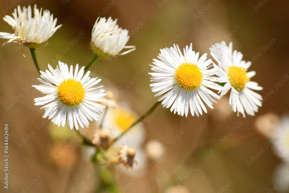 Matricaria Matricaria