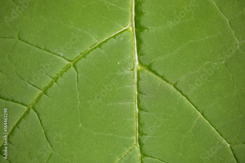 liść detal - katalpa
