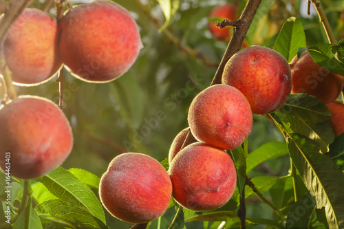 ripe peaches in garden