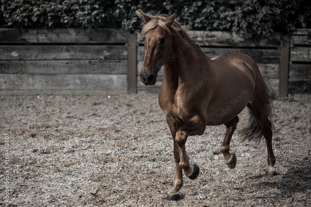 Fototapeta premium Horse 