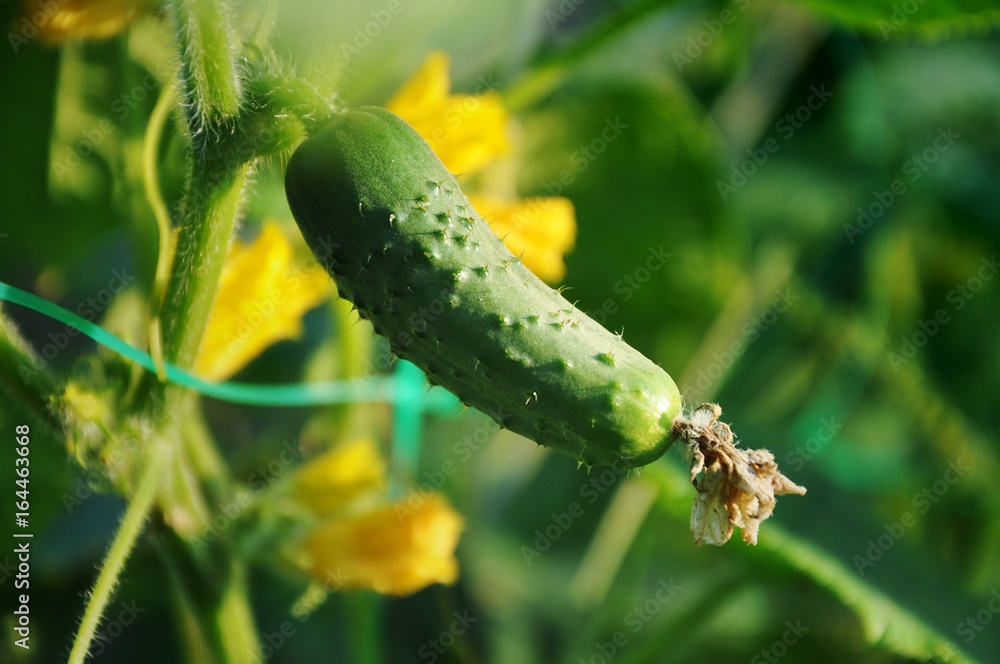 Small growing cucumber close up in the sun. Small growing cucumber close up in the sun.