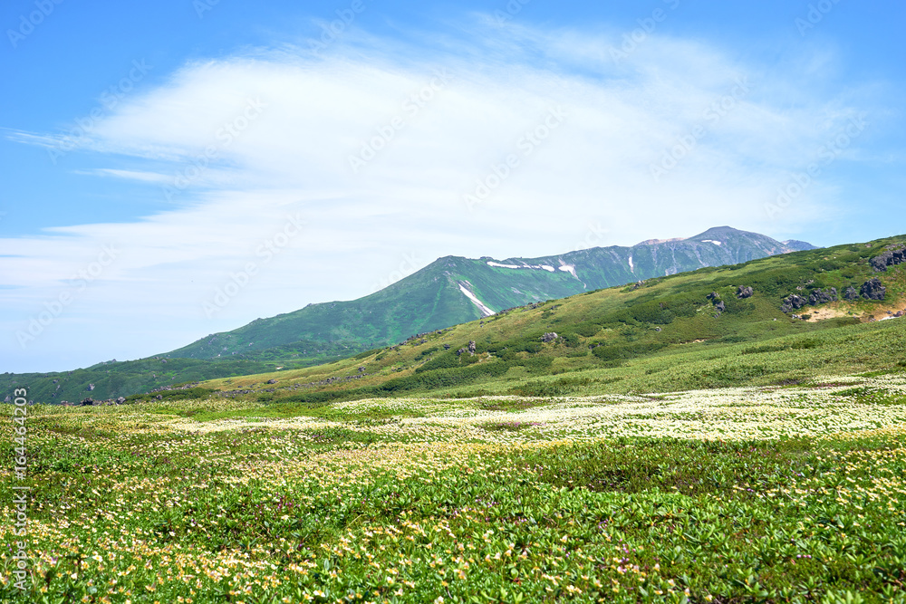 大雪山 旭岳のチングルマ

