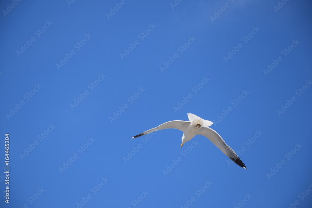 Mouette en plein vol Mouette en plein vol