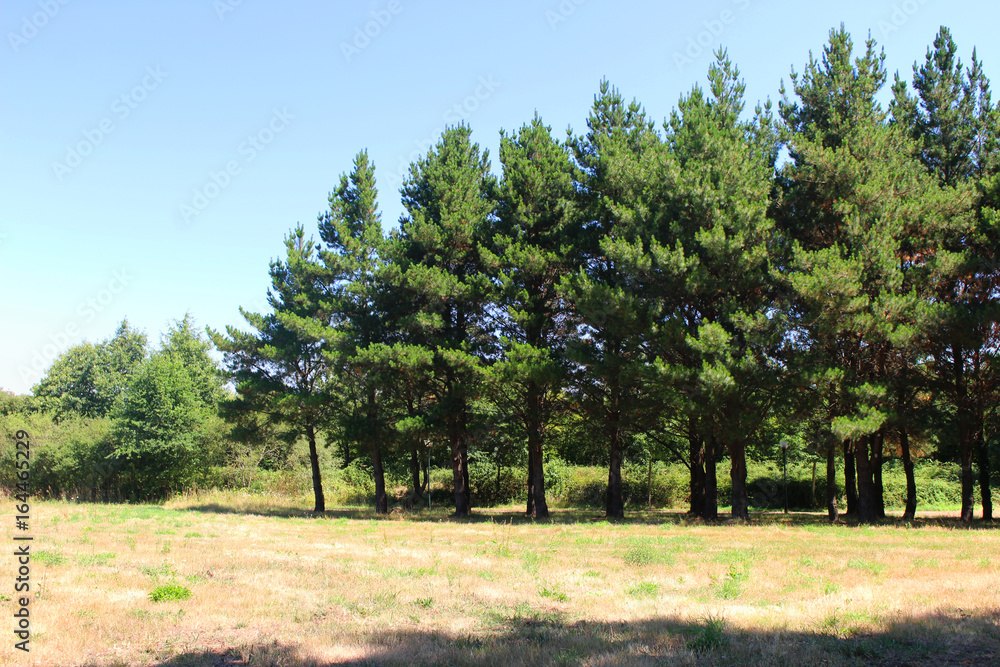 Fir trees in a field in Saint-Herblain (France) - 16 july 2017 Fir trees in a field in Saint-Herblain (France) - 16 july 2017