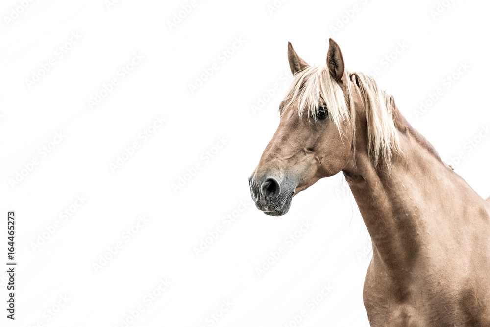 Fototapeta premium Horse 