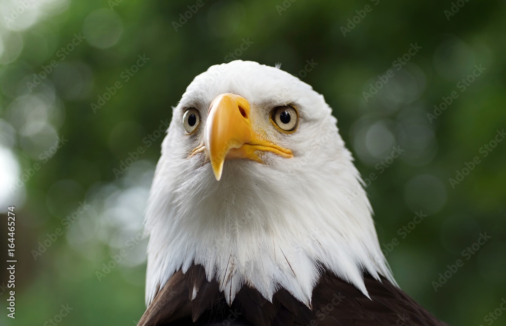 Obraz premium Weißkopfseeadler (Haliaeetus leucocephalus) close-up