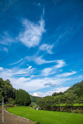 初夏の青空と雲と田んぼ