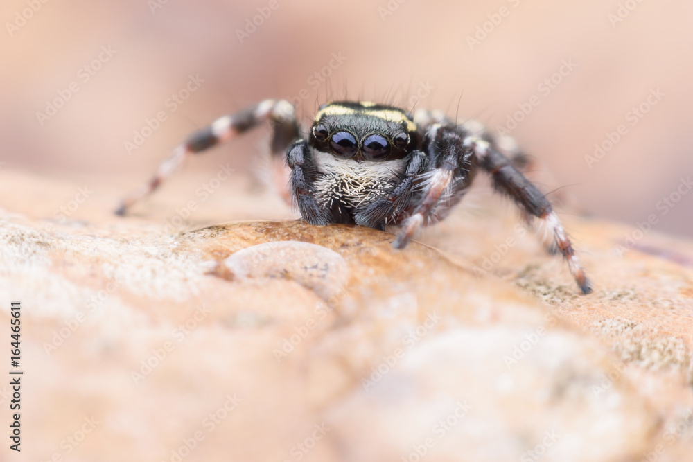 Super macro Carrhotus Sannio or Jumping spider on leaf Super macro Carrhotus Sannio or Jumping spider on leaf
