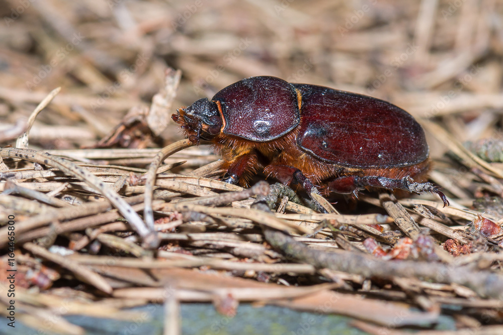 Nashornkäfer (Oryctes nasicornis) Weibchen auf dem Waldboden Nashornkäfer (Oryctes nasicornis) Weibchen auf dem Waldboden