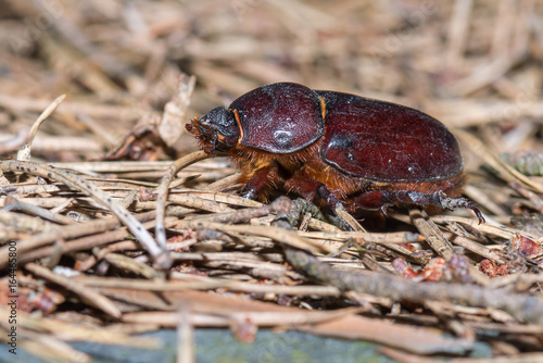 Nashornkäfer (Oryctes nasicornis) Weibchen auf dem Waldboden © mirkograul